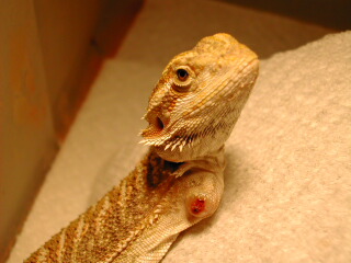 Nublet Right After Arm Fell Off
