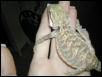 Nublet With Rotten Arms