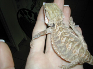 Nublet With Rotten Arms