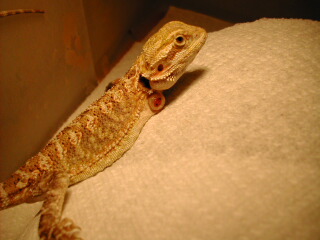 Nublet Again