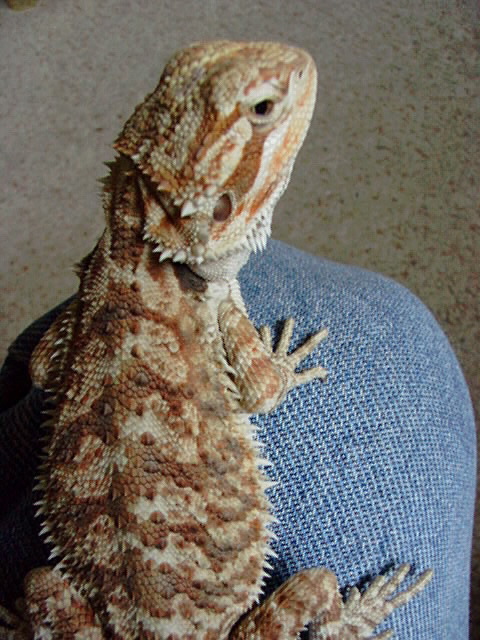 Red Sandfire x Snow