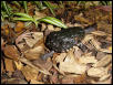 unknown turtle two