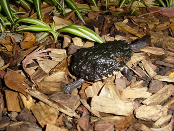 unknown turtle two