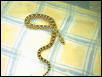 my new bullsnake