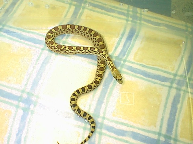 my new bullsnake