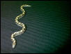 Baby Kenyan Sandboa