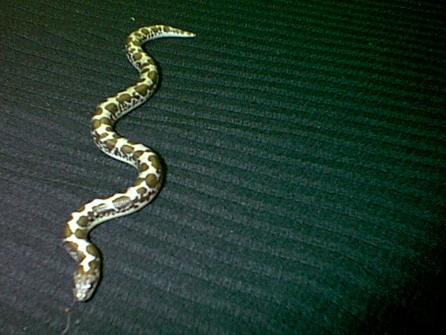 Baby Kenyan Sandboa