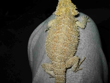 the pride of my beardies
