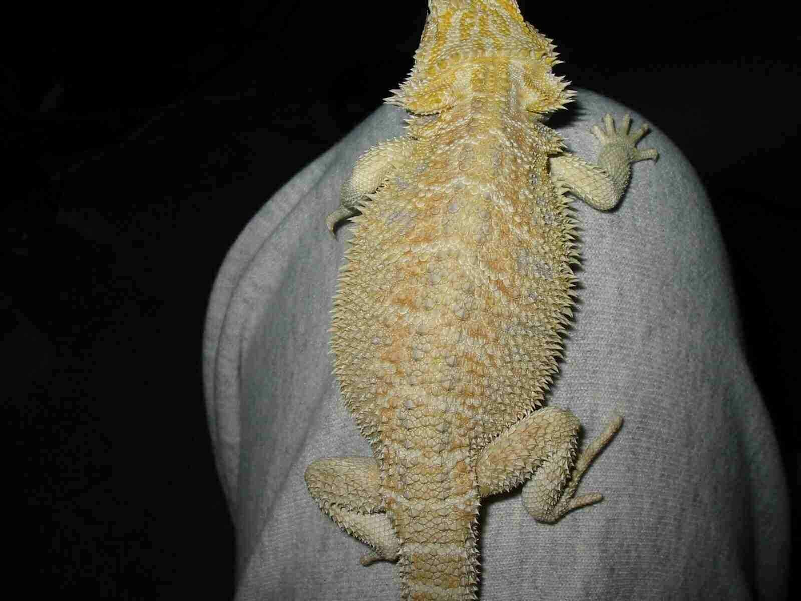 the pride of my beardies