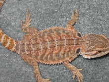 Red dragon I brought from cris allen