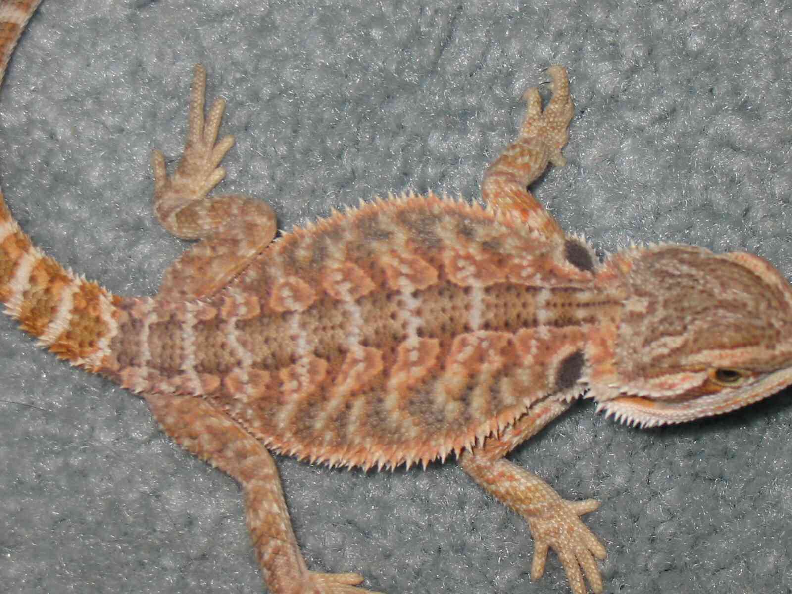 Red dragon I brought from cris allen