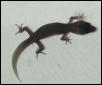 Black Leopard Gecko