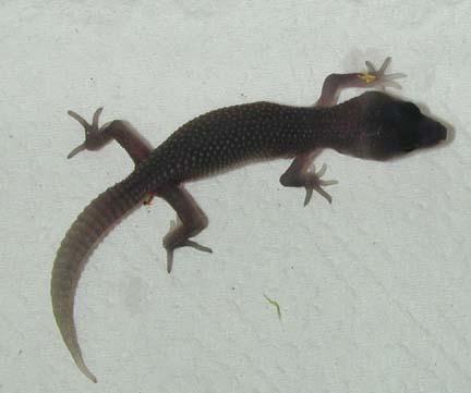 Black Leopard Gecko