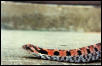 Office the hognose