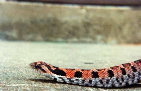 Office the hognose