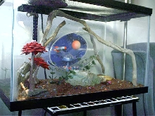 baby house gecko 3/4 front view