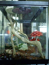 baby house gecko left side