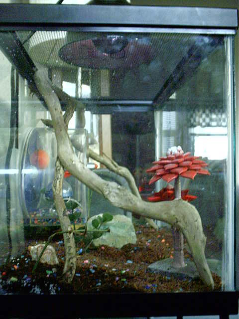 baby house gecko left side