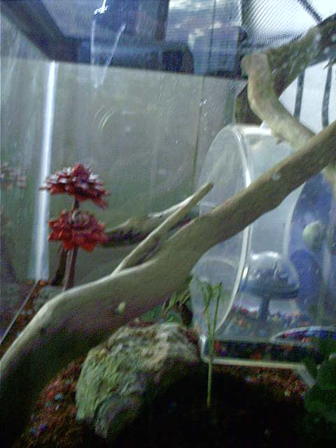 baby house gecko right side