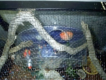 baby house gecko top