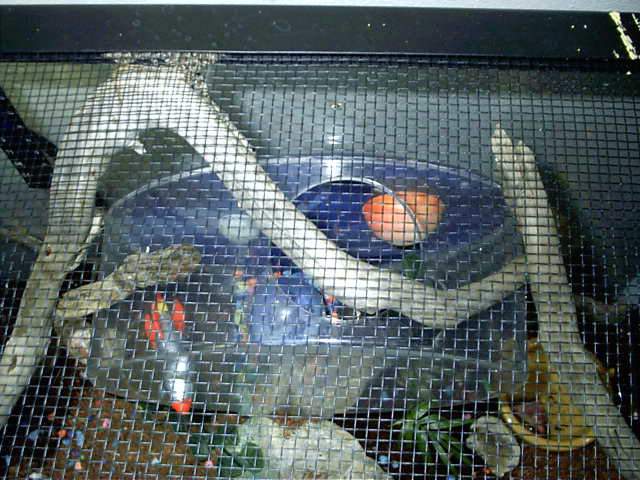 baby house gecko top