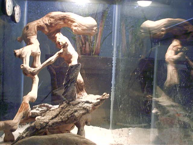 two frilled dragons