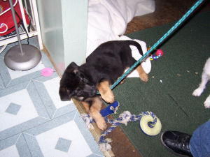 leash /camille