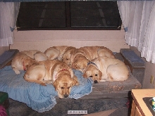 restingLabs