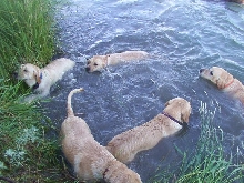 Redneckswimmers