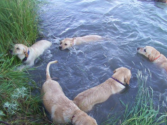 Redneckswimmers