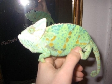 Veiled Chameleon and mirror reflection