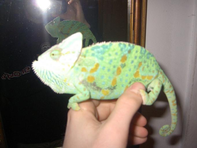 Veiled Chameleon and mirror reflection