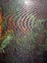 Inside of Veiled Chameleon Terrarium