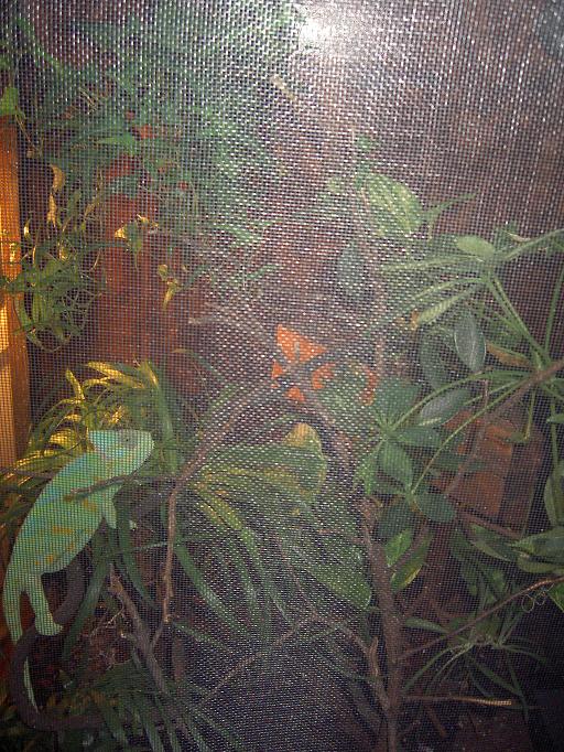 Inside of Veiled Chameleon Terrarium