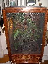 Veiled Chameleon Terrarium