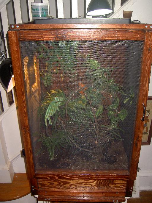Veiled Chameleon Terrarium