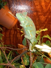 Veiled Chameleon inside terrarium
