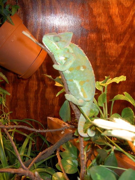 Veiled Chameleon inside terrarium