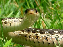 Close photo of a Garter Snake in my yard