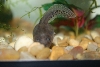 MEET TADS