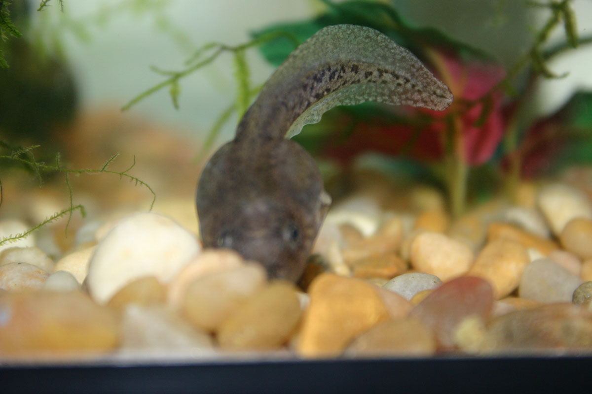 MEET TADS