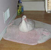 Spike On Rugs