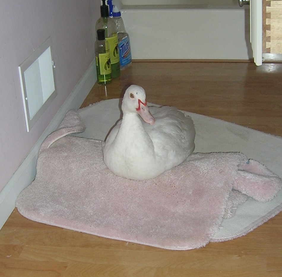 Spike On Rugs