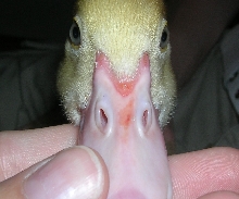 Spike's beak