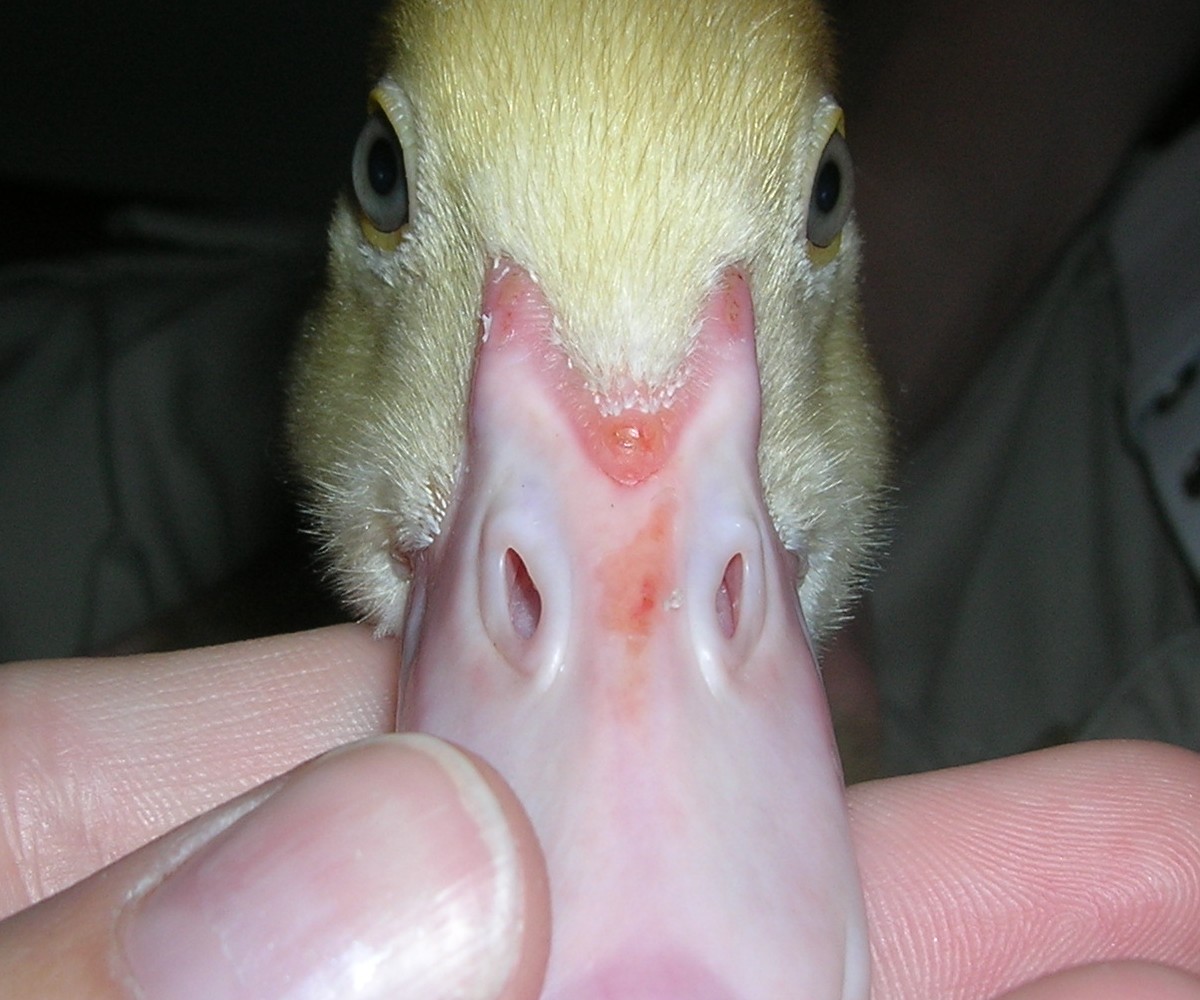 Spike's beak