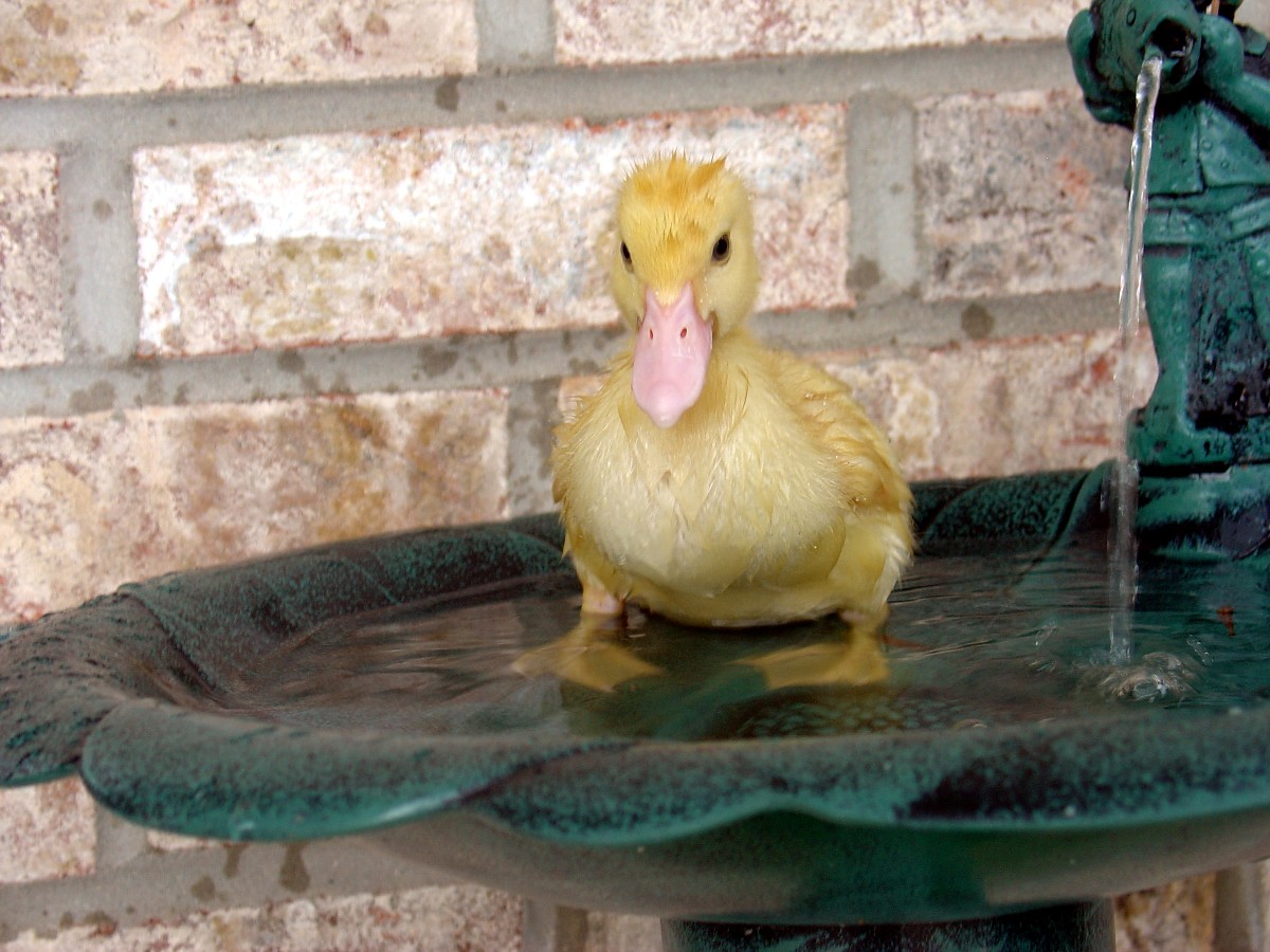 Spike in Bird Bath