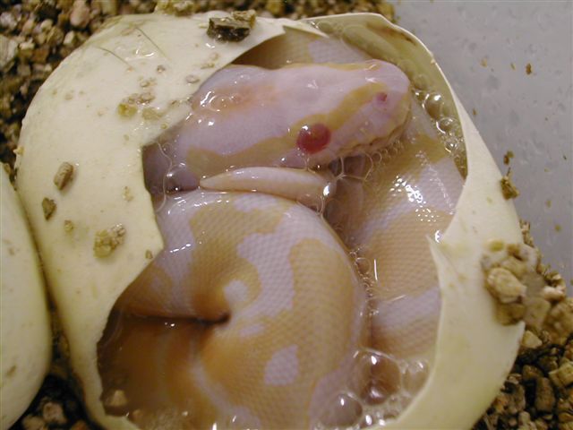 Albino Ball hatching