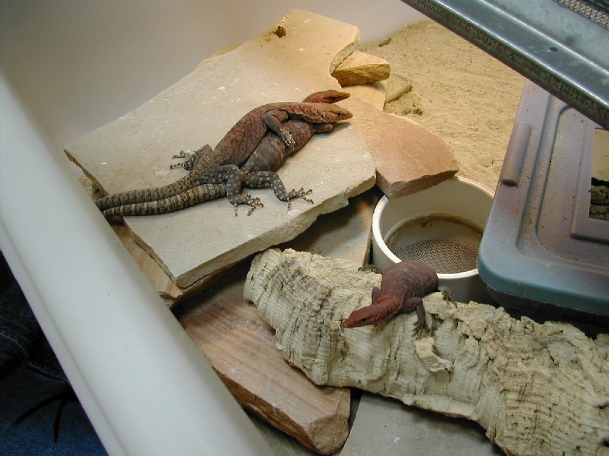 Pillberensis at Joe Lewis' facility