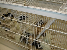 Rat Cage
