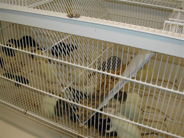 Rat Cage